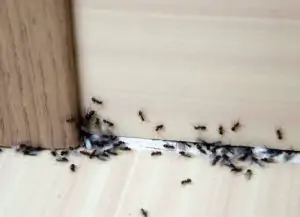 8 опасных секретов, которые может скрывать ваш дом